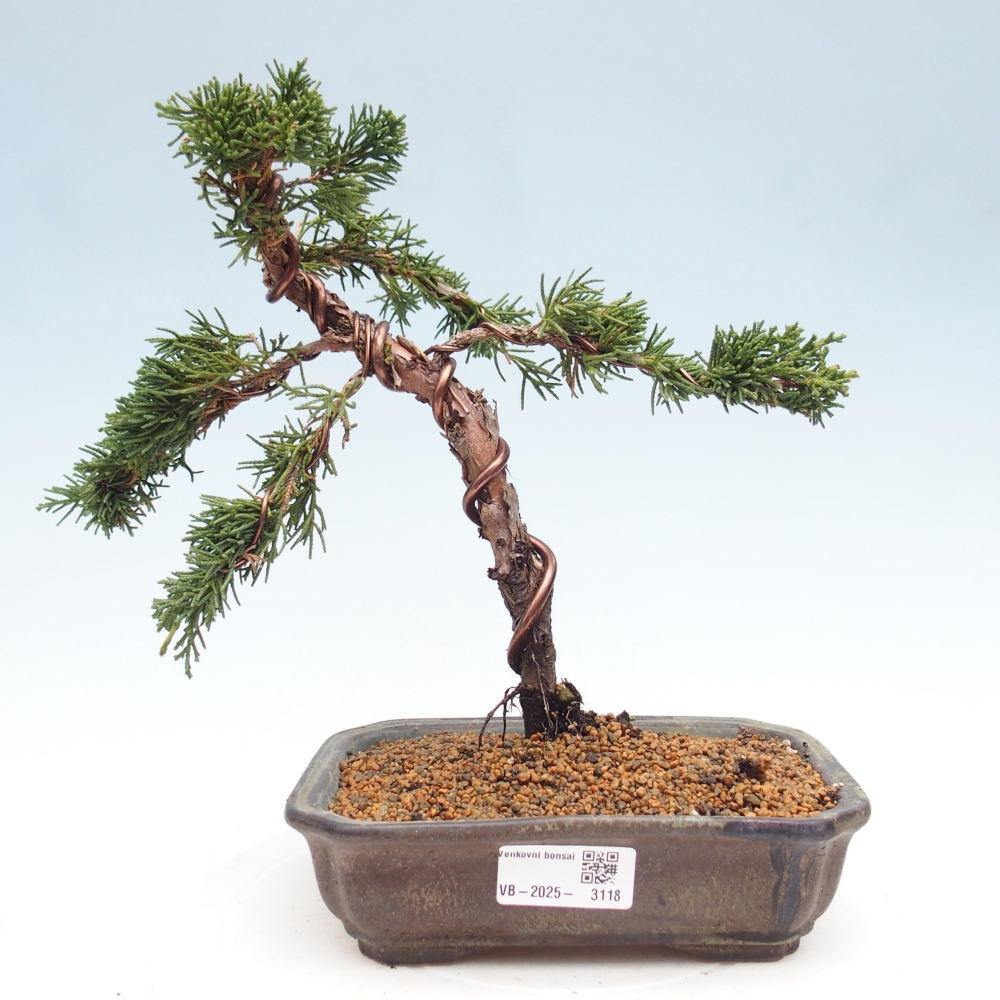 Kültéri bonsai - Juniperus chinensis Kishu