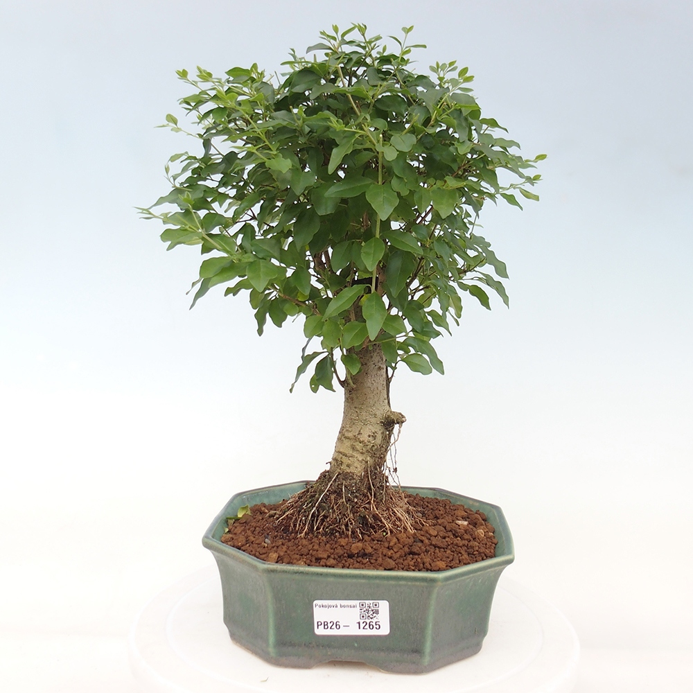 Szobai bonsai -Ligustrum chinensis - Madárcsőr