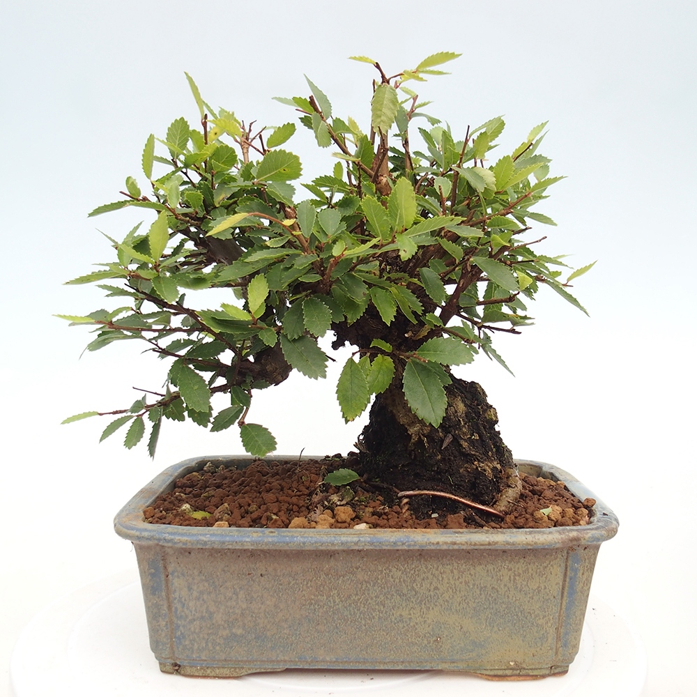 Kültéri bonsai - Zelkova - Zelkova NIRE