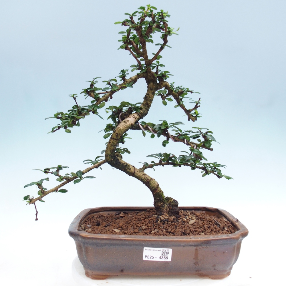 Szobai bonsai - Carmona macrophylla - Tea fuki