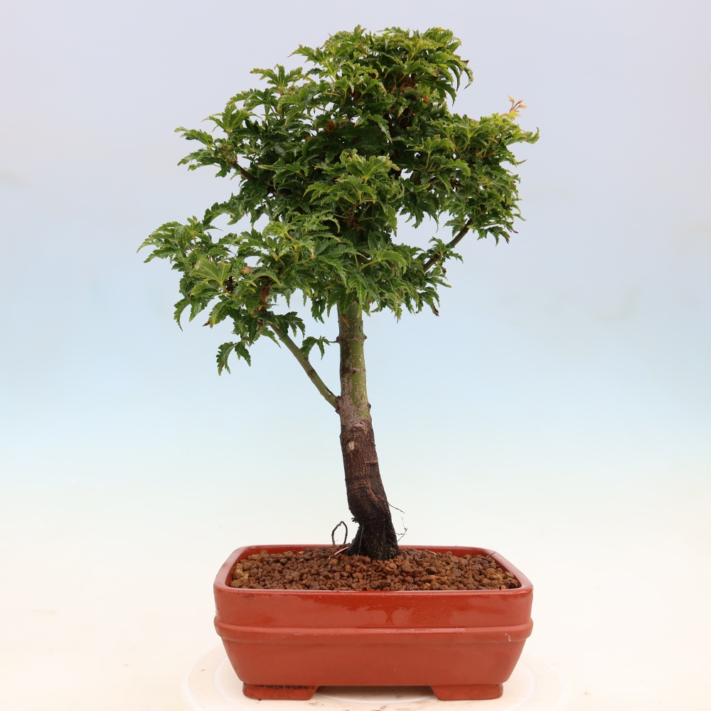 Kültéri bonsai -Javor pálma Acer palmatum Shishigashira