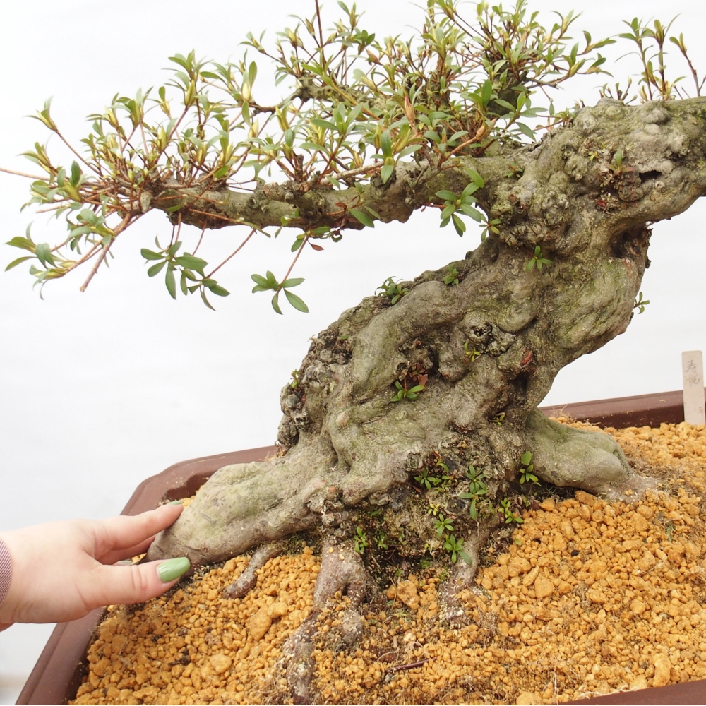 Kültéri bonsai - Japán azálea - Azálea Hekinan-no-Tsuki