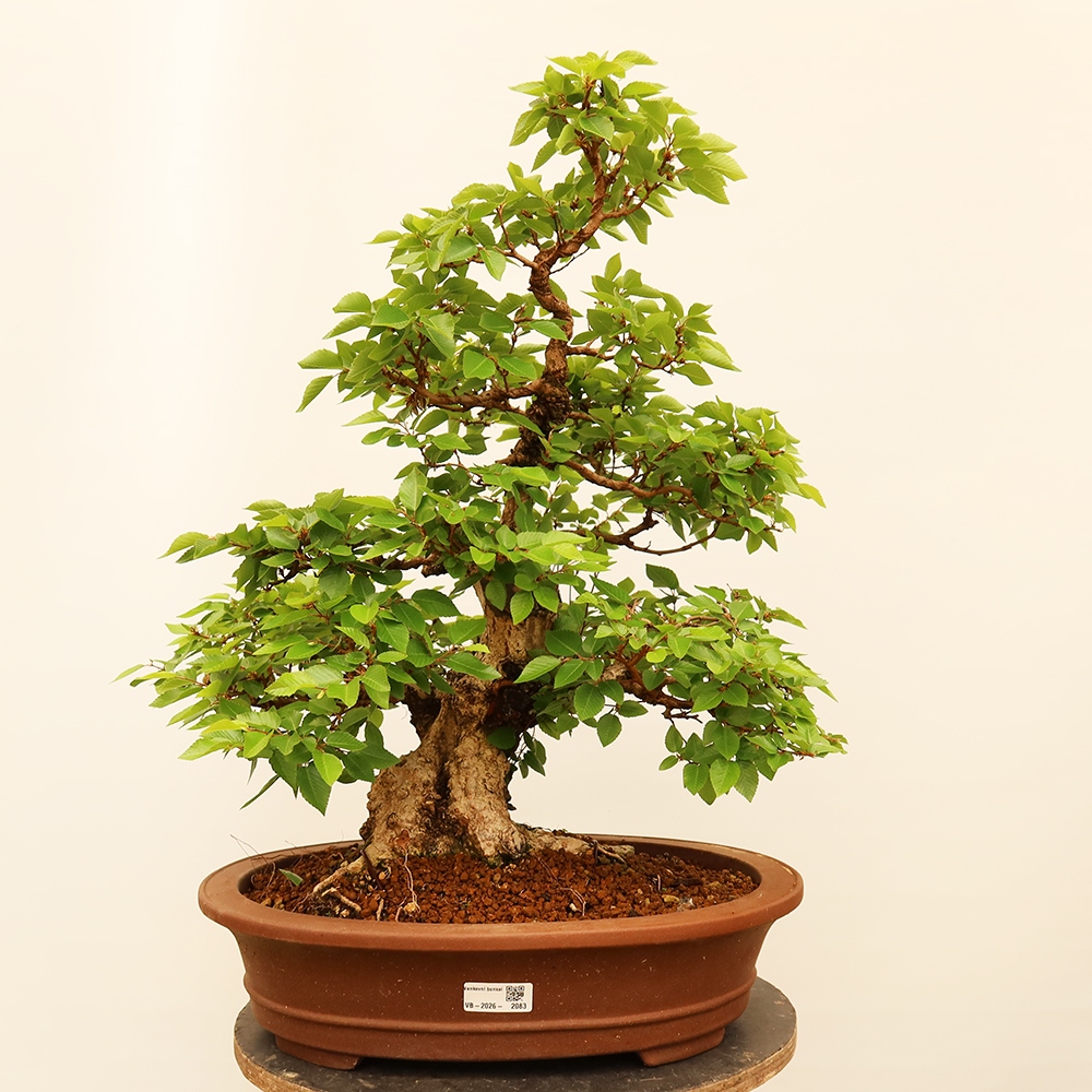 Kültéri bonsai -Carpinus Coreana - Koreai gyertyánfa