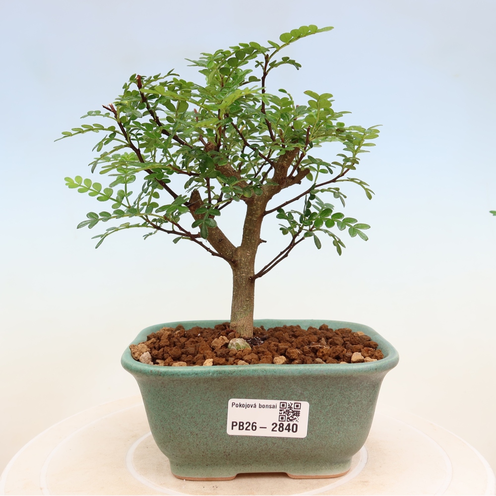 Szobai bonsai - Zantoxylum piperitum - borsfa