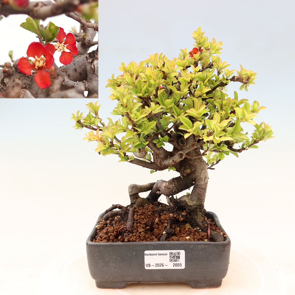 Kültéri bonsai - Chaneomeles speciosa Chojubai