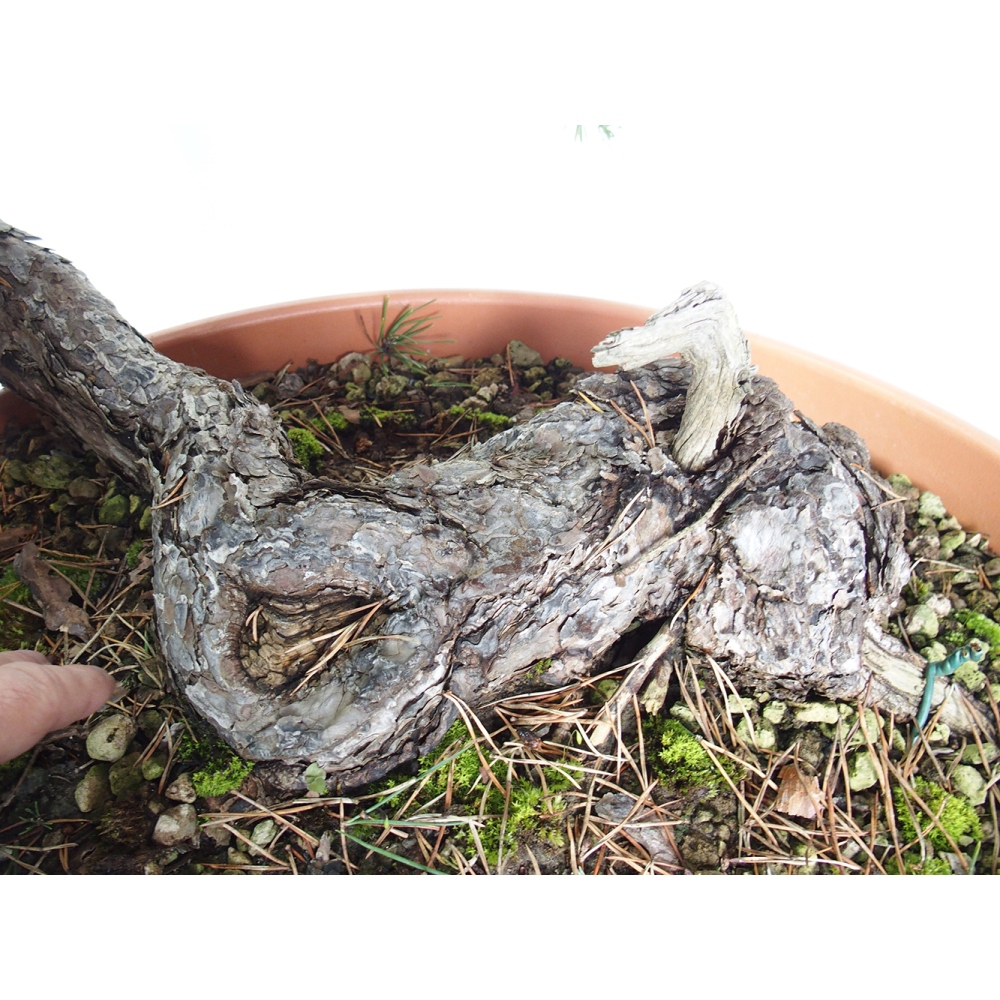 Yamadori - Pinus sylvestris Spanyolország