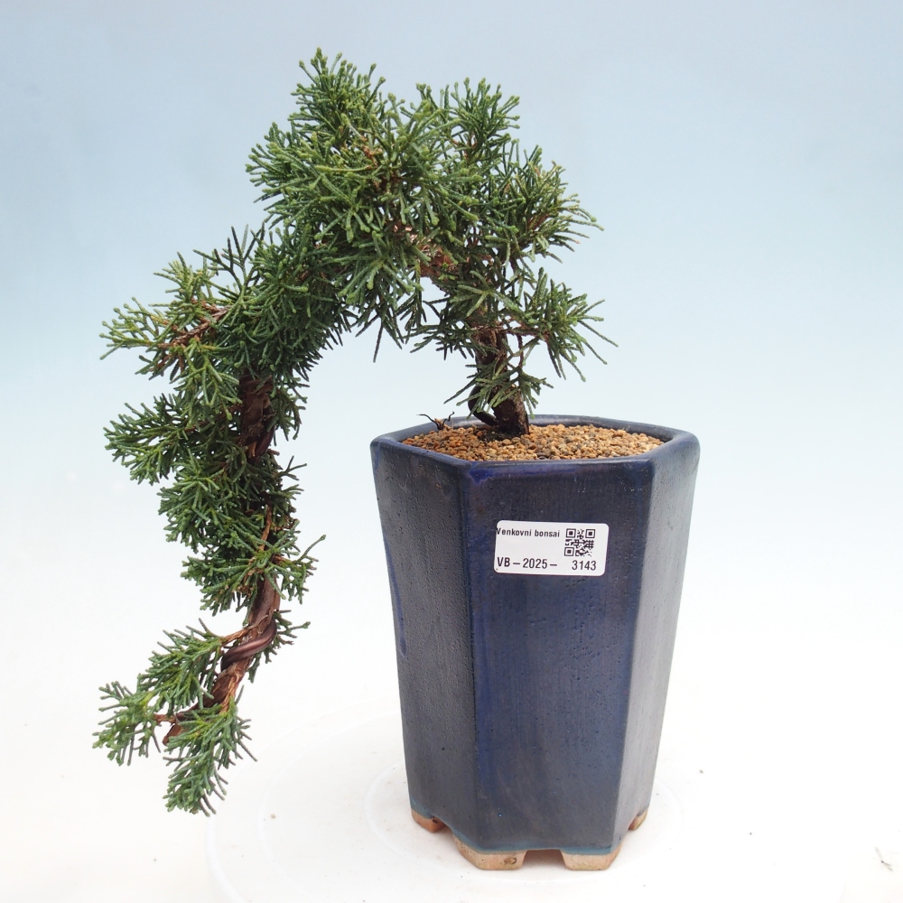 Kültéri bonsai - Juniperus chinensis Kishu