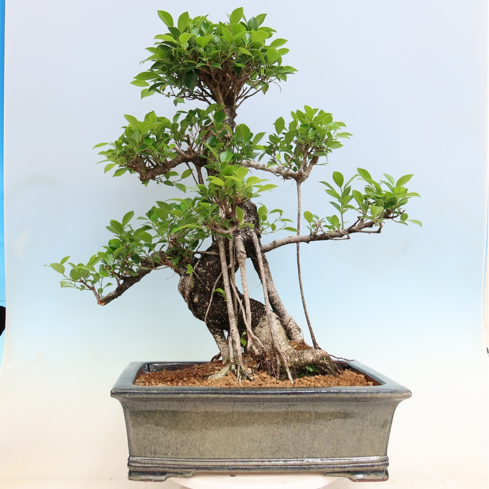 Szobai bonsai - Ficus kimmen - kislevelű fikusz