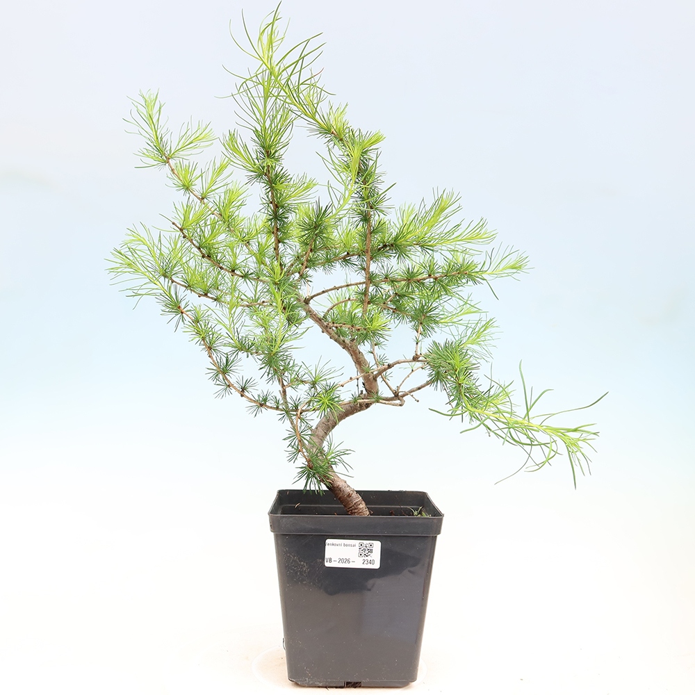 Kültéri bonsai - Larix decidua - vörösfenyő