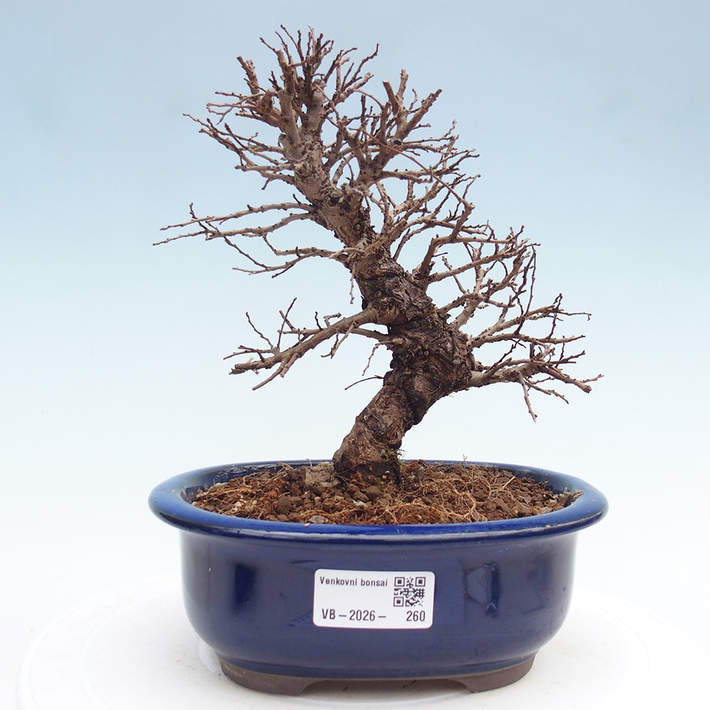 Kültéri bonsai - Zelkova - Zelkova NIRE