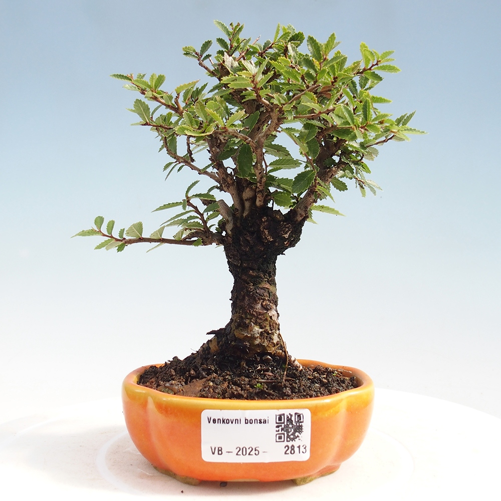 Kültéri bonsai - Zelkova - Zelkova NIRE