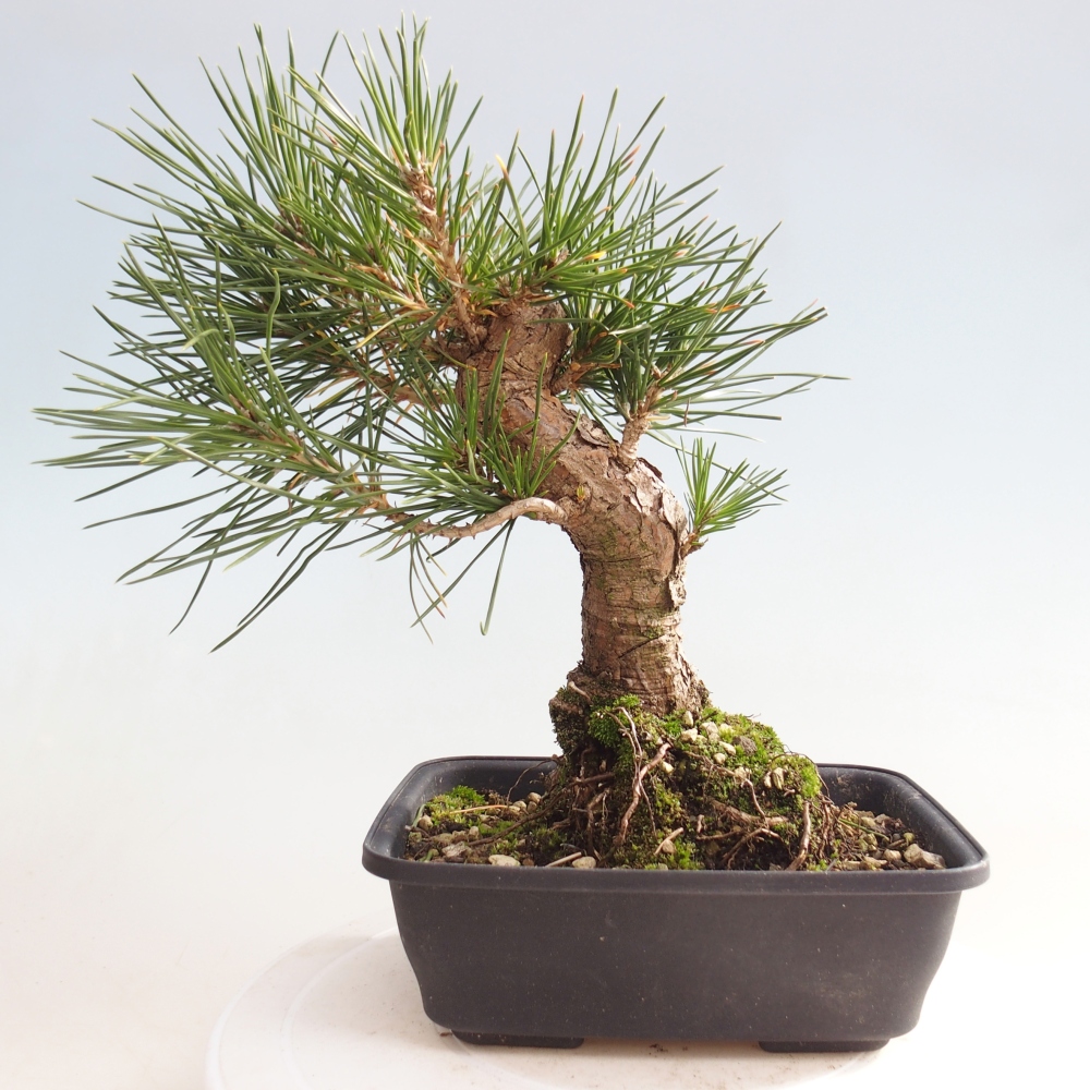 Kültéri bonsai - Pinus thunbergii - Thunberg fenyő