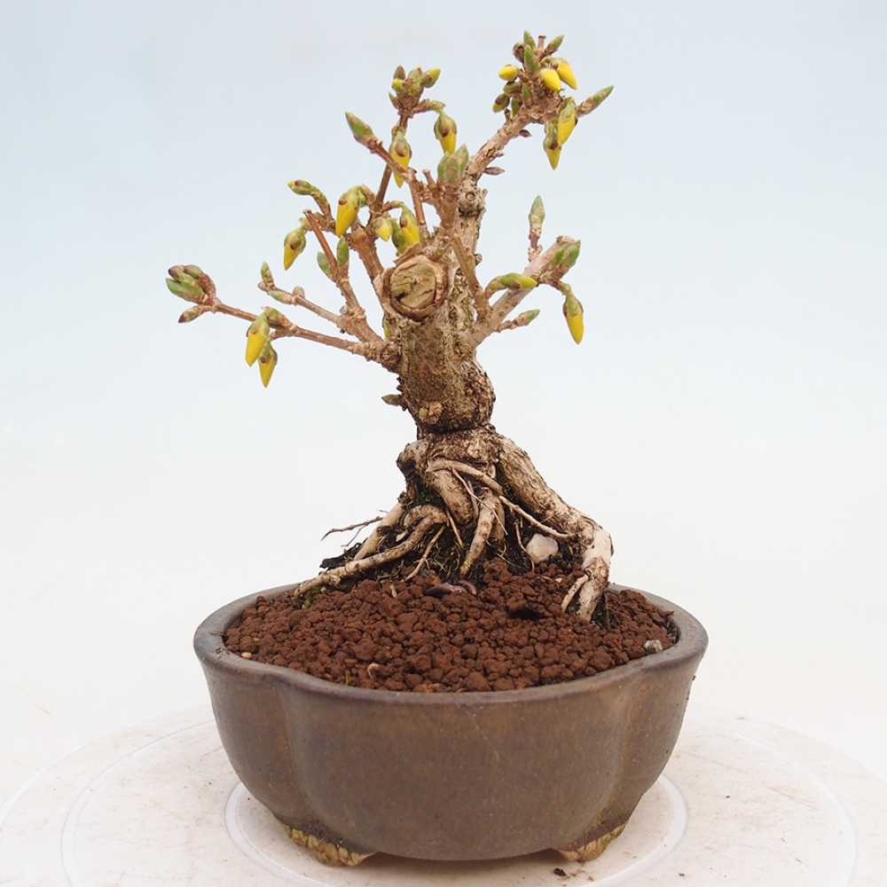 Kültéri bonsai - Zlatice - Forsythia intermedia