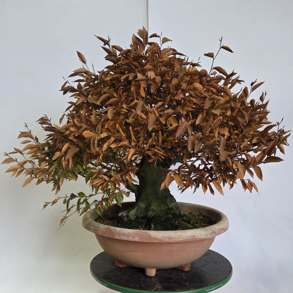 Kültéri bonsai - Fagus crenata
