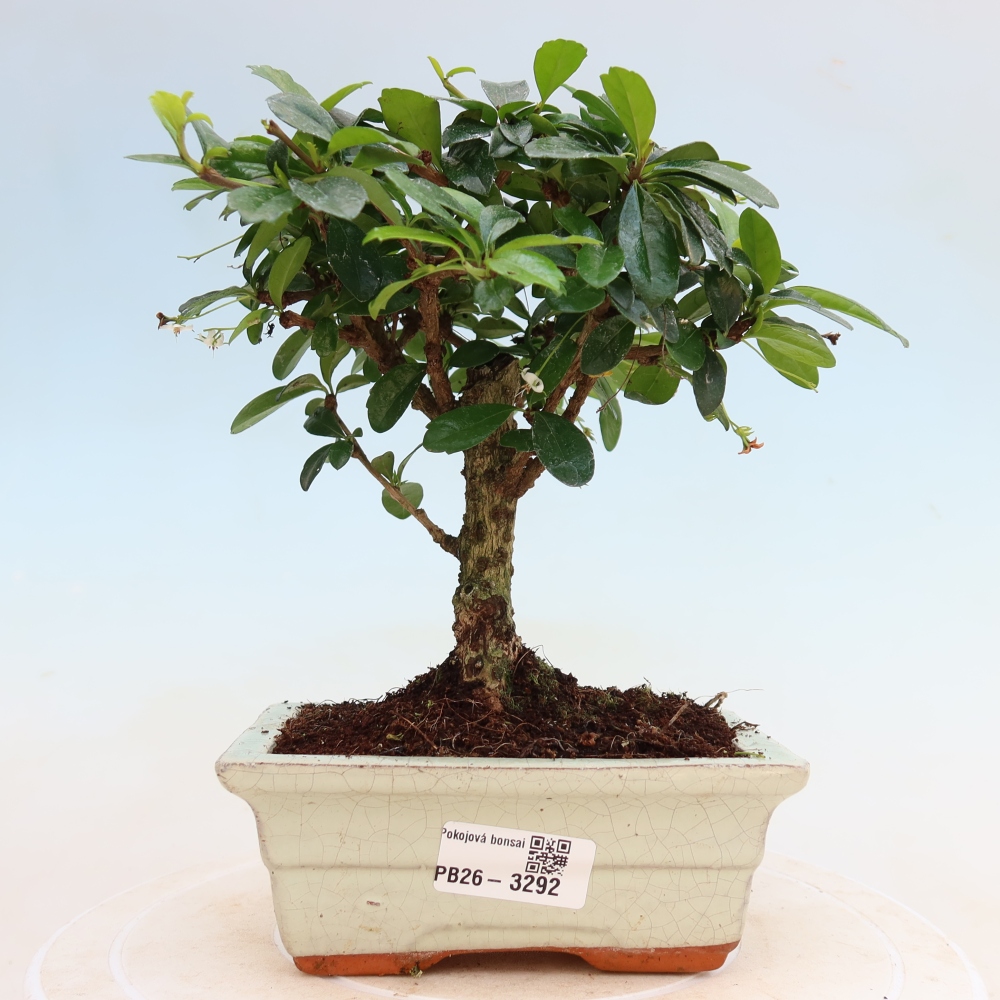 Szobai bonsai - Carmona macrophylla - Tea fuki