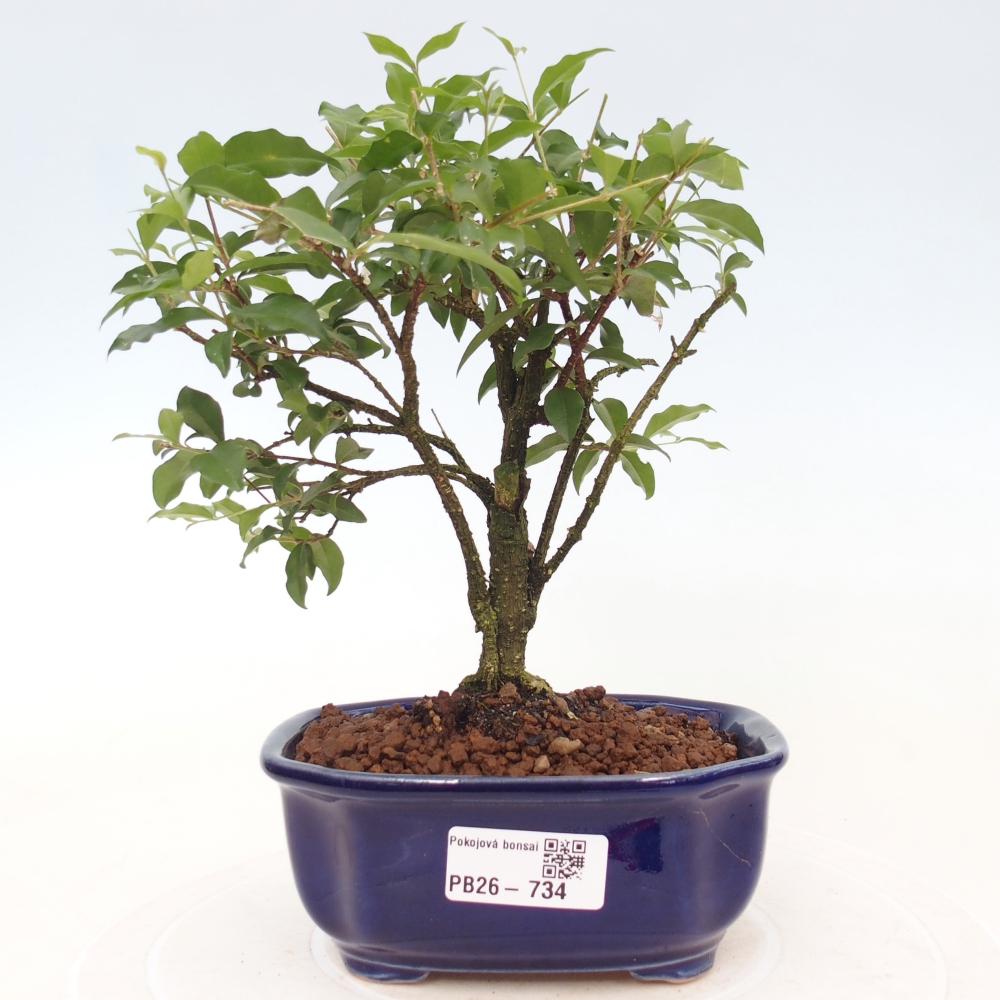 Szobai bonsai - Malpighia coccigera- Barbdor cseresznye