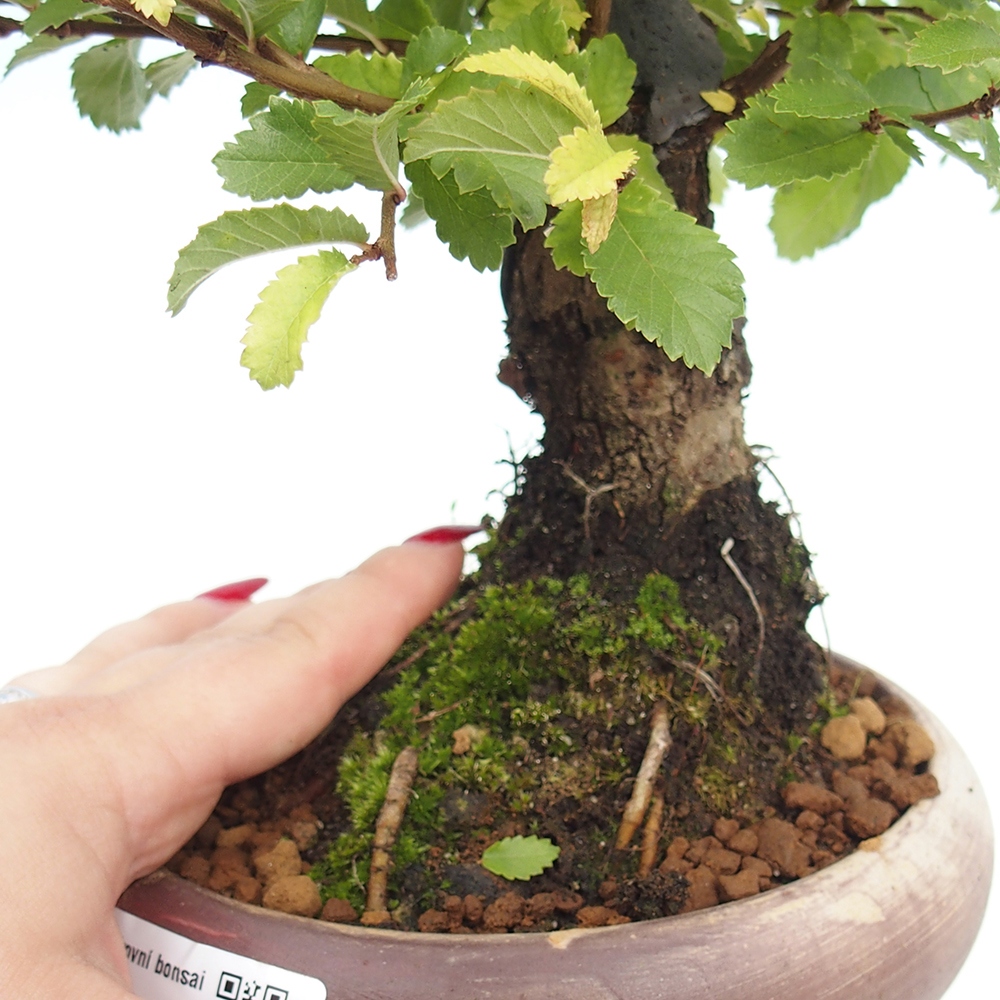 Kültéri bonsai - Zelkova - Zelkova NIRE