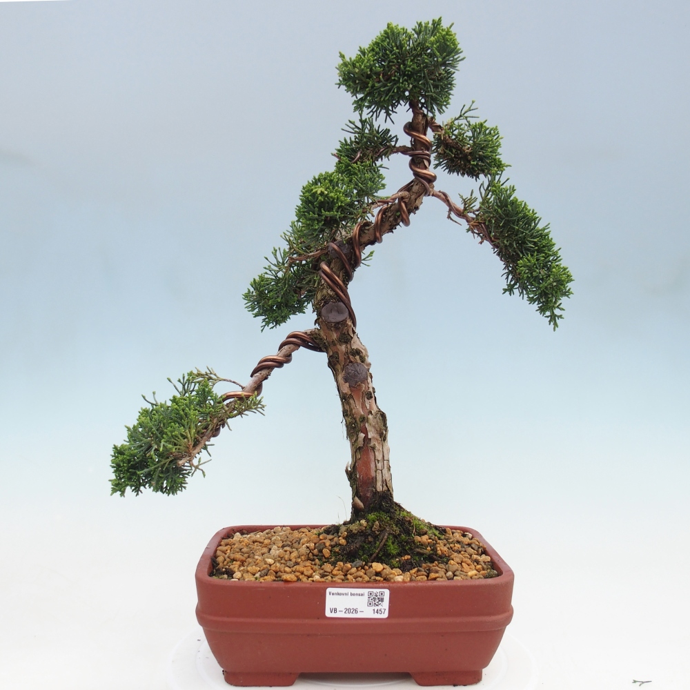 Kültéri bonsai - Juniperus chinensis Kishu