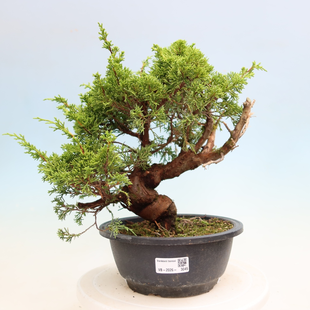 Kültéri bonsai - Juniperus chinensis Itoigawa-Juniperus chinensis