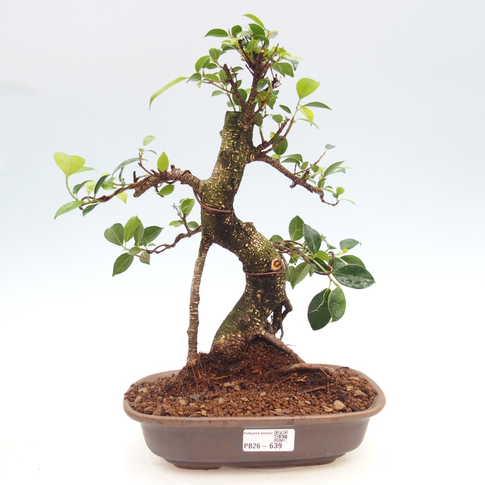 Szobai bonsai - Ficus kimmen - kislevelű fikusz