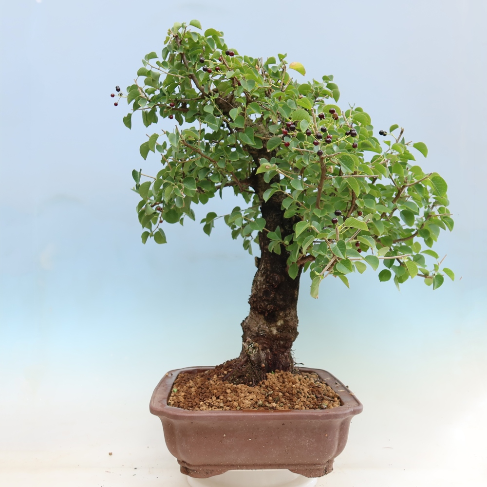 Kültéri bonsai - Mahalebka - Prunus mahaleb - Prunus mahaleb