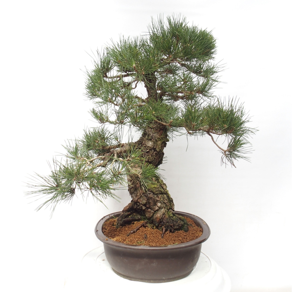Kültéri bonsai - Pinus thunbergii - Thunberg fenyő