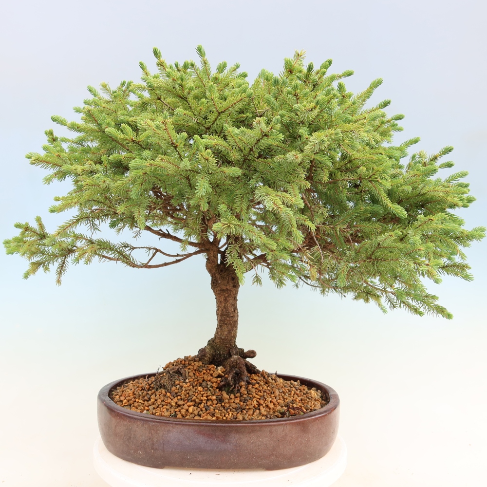 Kültéri bonsai – Picea glauca Echiniformis – Szürke fenyő