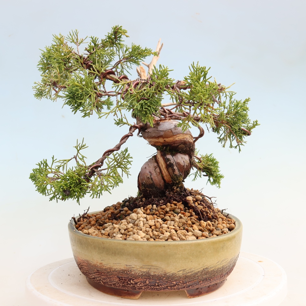 Kültéri bonsai - Juniperus chinensis Itoigawa-Juniperus chinensis