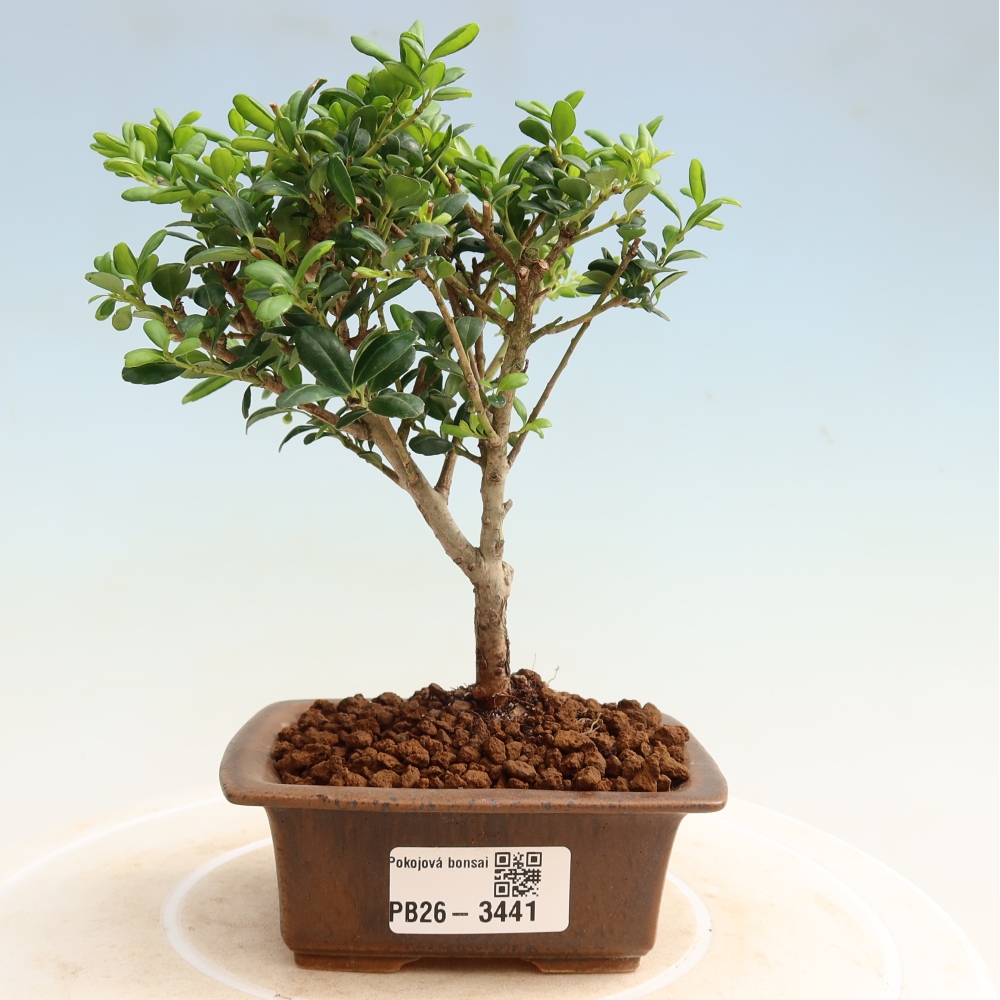 Szobai bonsai - Ilex crenata - Holly