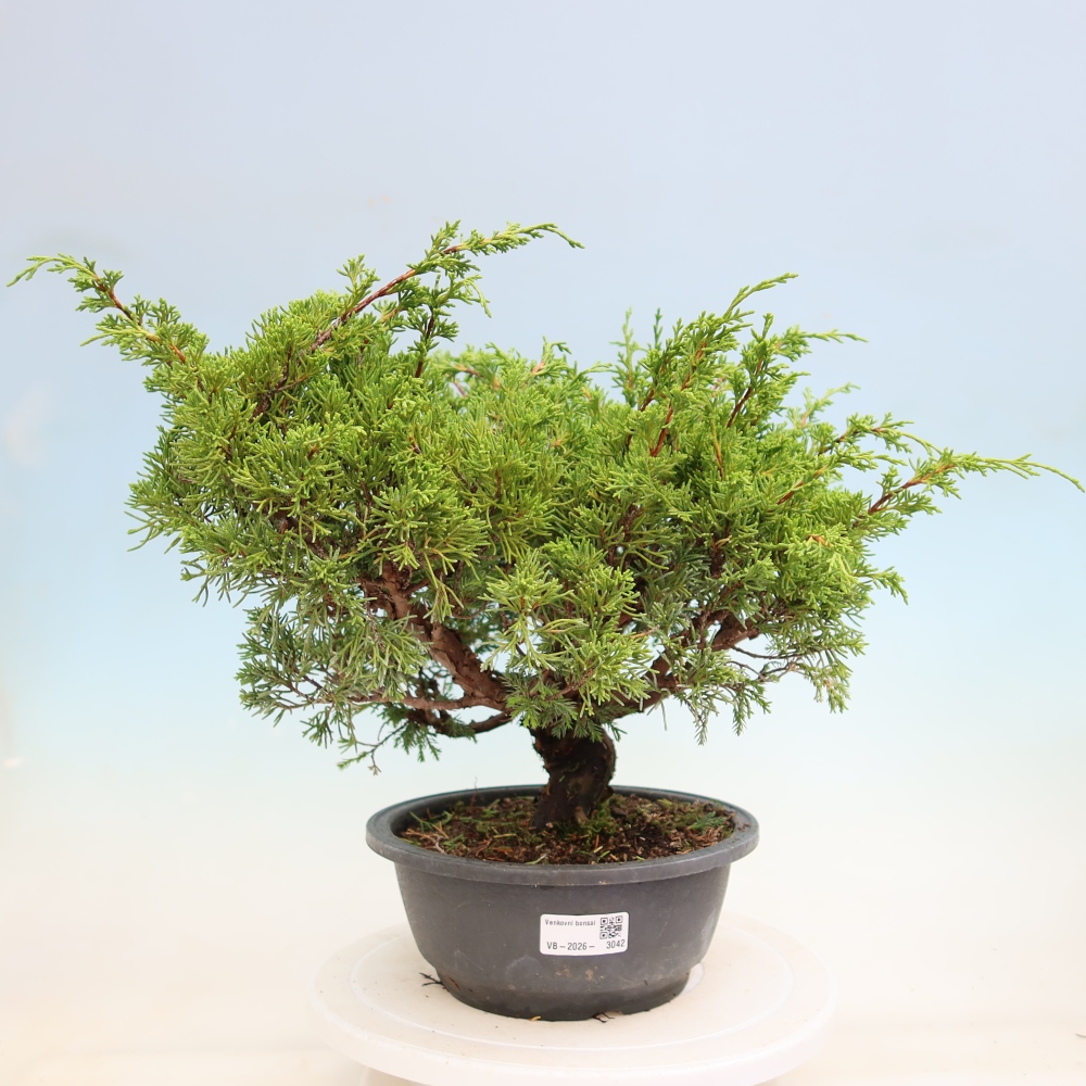 Kültéri bonsai - Juniperus chinensis Itoigawa-Juniperus chinensis