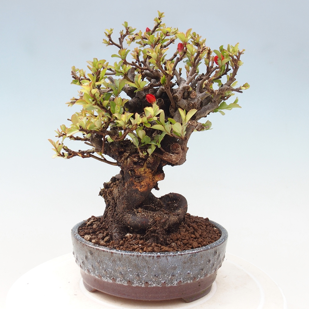 Kültéri bonsai - Chaneomeles speciosa - birs
