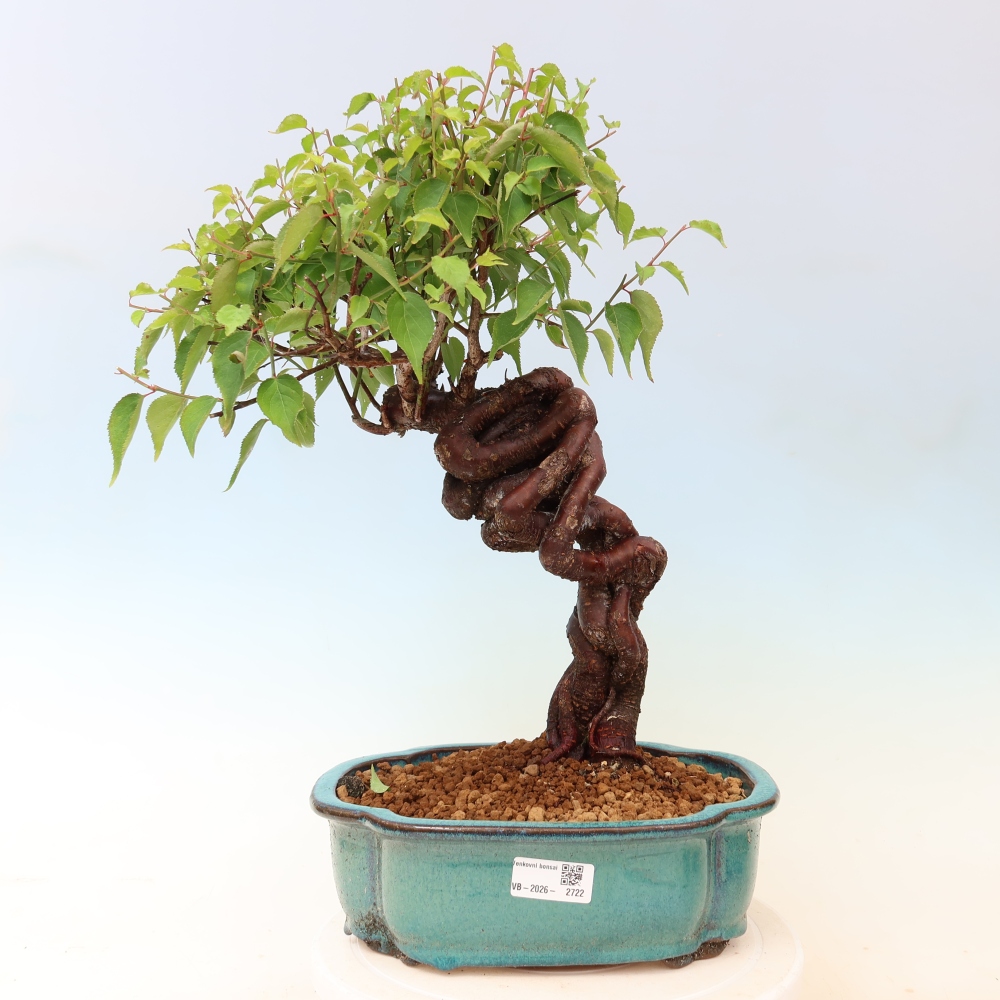 Kültéri bonsai – Japán barack – Prunus Mume