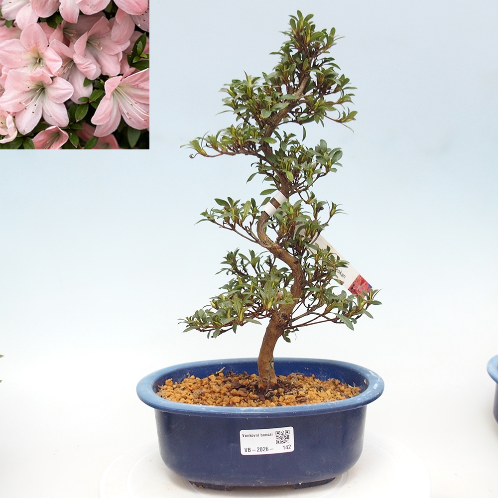 Kültéri bonsai - Japán azálea - Azalea Jukokan