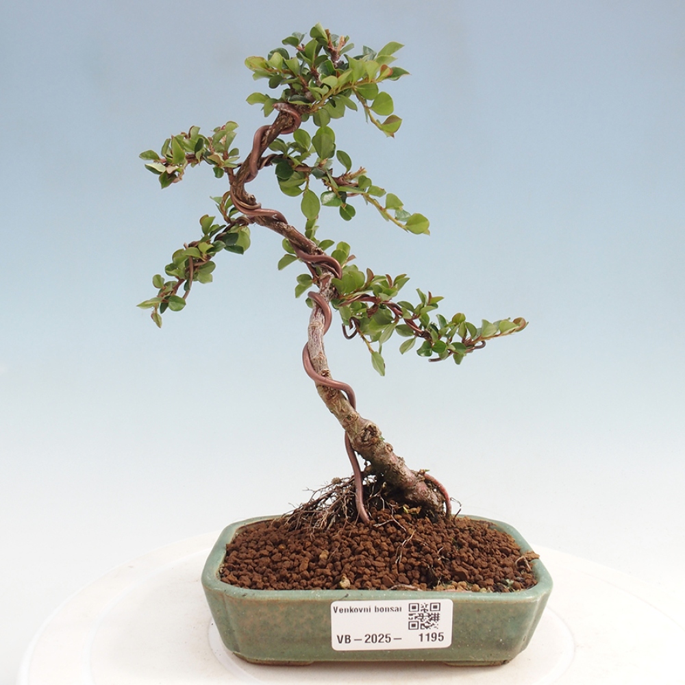 Kültéri bonsai - Cotoneaster horizontalis - Rocky Mountain