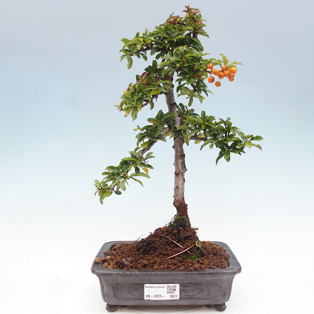 Kültéri bonsai-Pyracantha Teton - Hlox