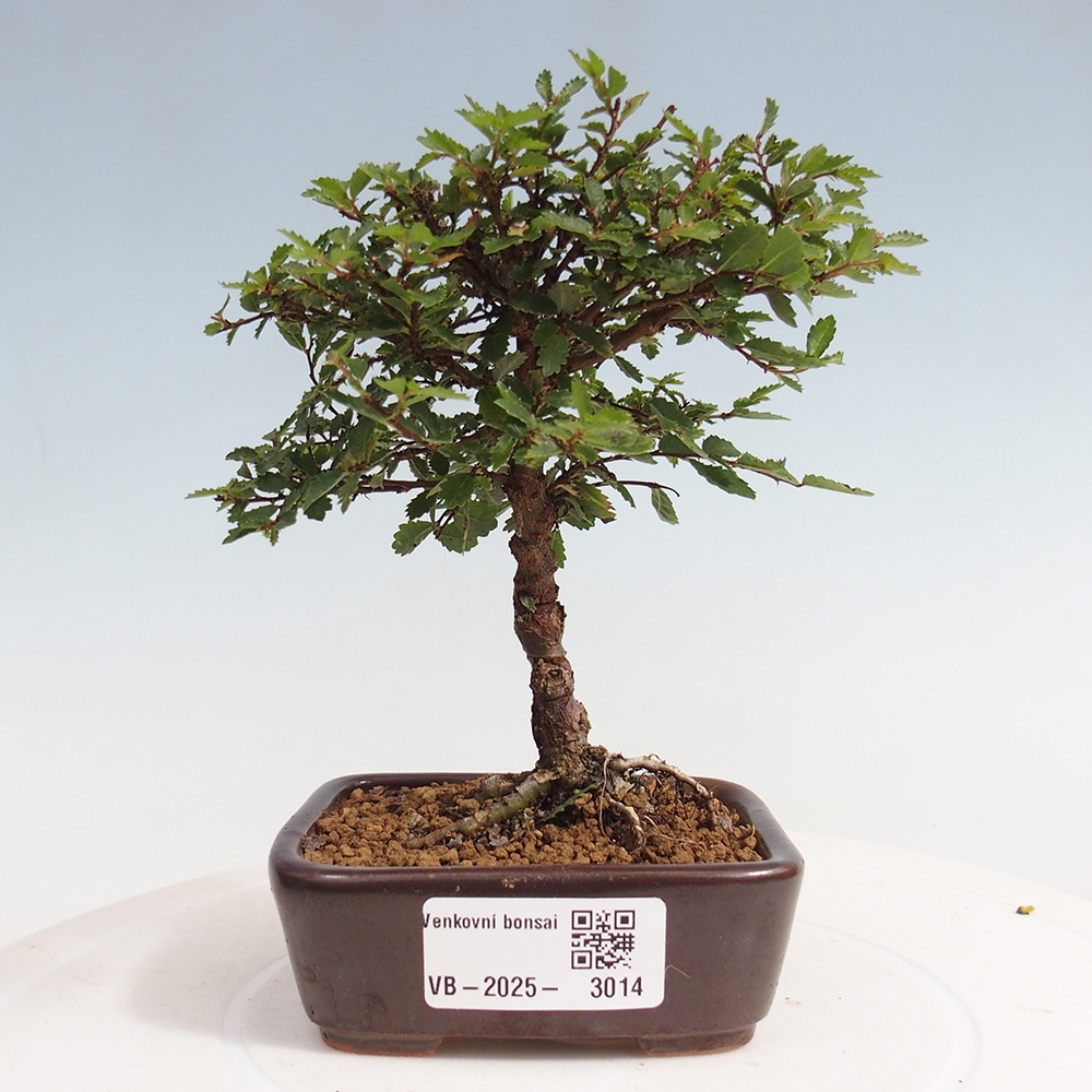 Kültéri bonsai - Ulmus parvifolia Sagei - Kislevelű szilfa