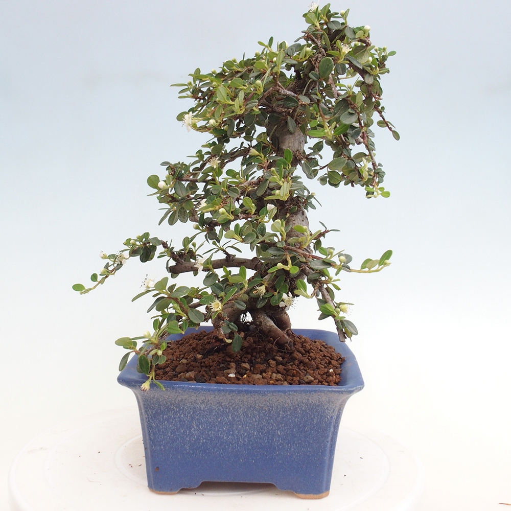 Kültéri bonsai-Cotoneaster dammeri - Damer's Rock
