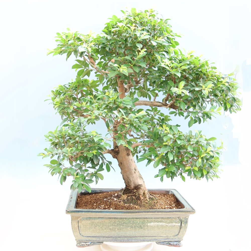 Szobai bonsai - Ausztrál cseresznye - Eugenia uniflora