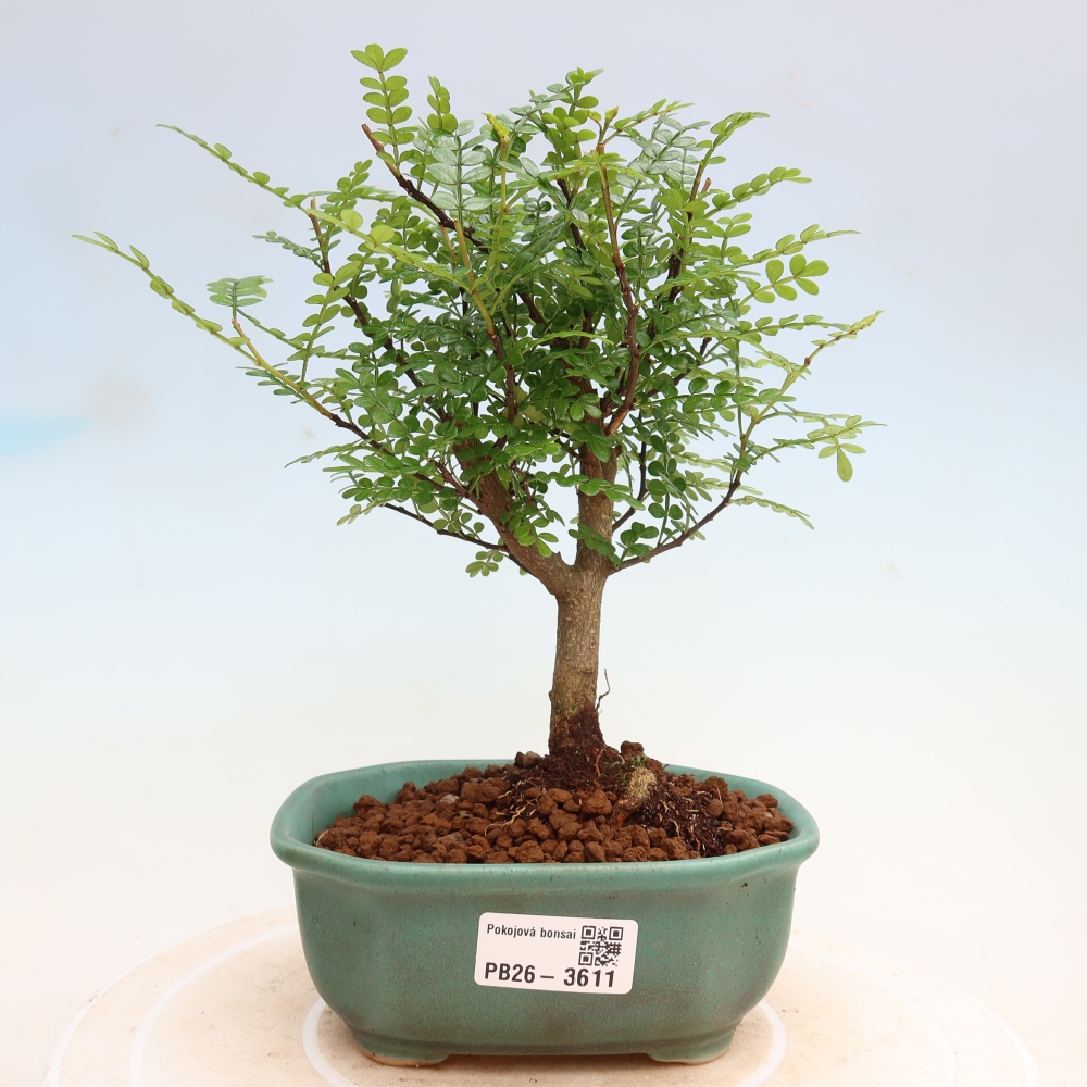 Szobai bonsai - Zantoxylum piperitum - borsfa