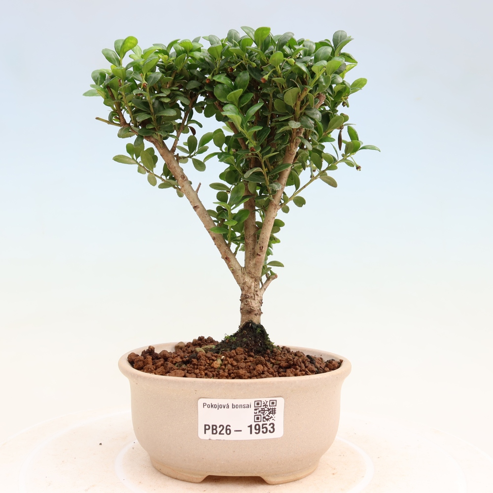 Szobai bonsai - Ilex crenata - Holly