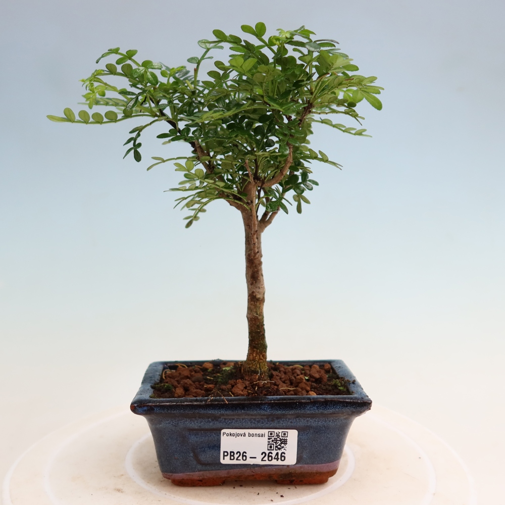 Szobai bonsai - Zantoxylum piperitum - borsfa