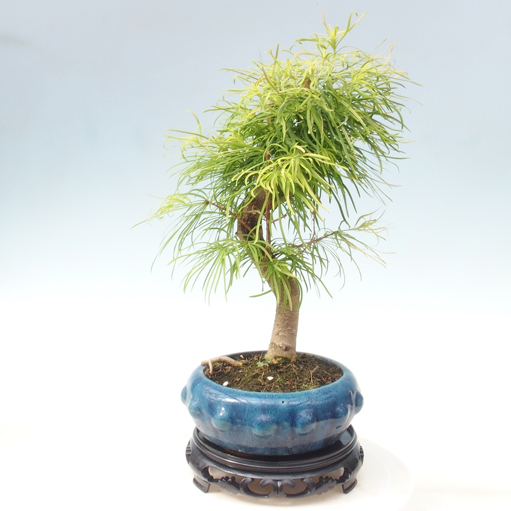 Műanyag bonsai asztal kerek 21 x 21 x 5 cm, fekete