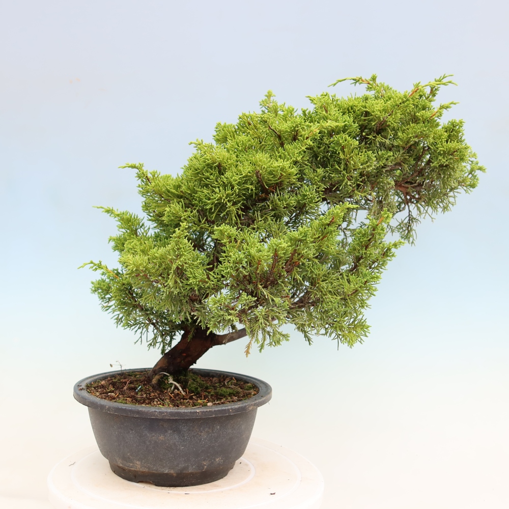 Kültéri bonsai - Juniperus chinensis Itoigawa-Juniperus chinensis