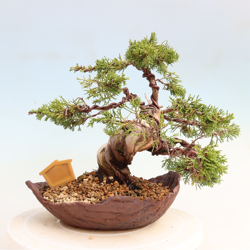 Kültéri bonsai - Juniperus chinensis Itoigawa-Juniperus chinensis