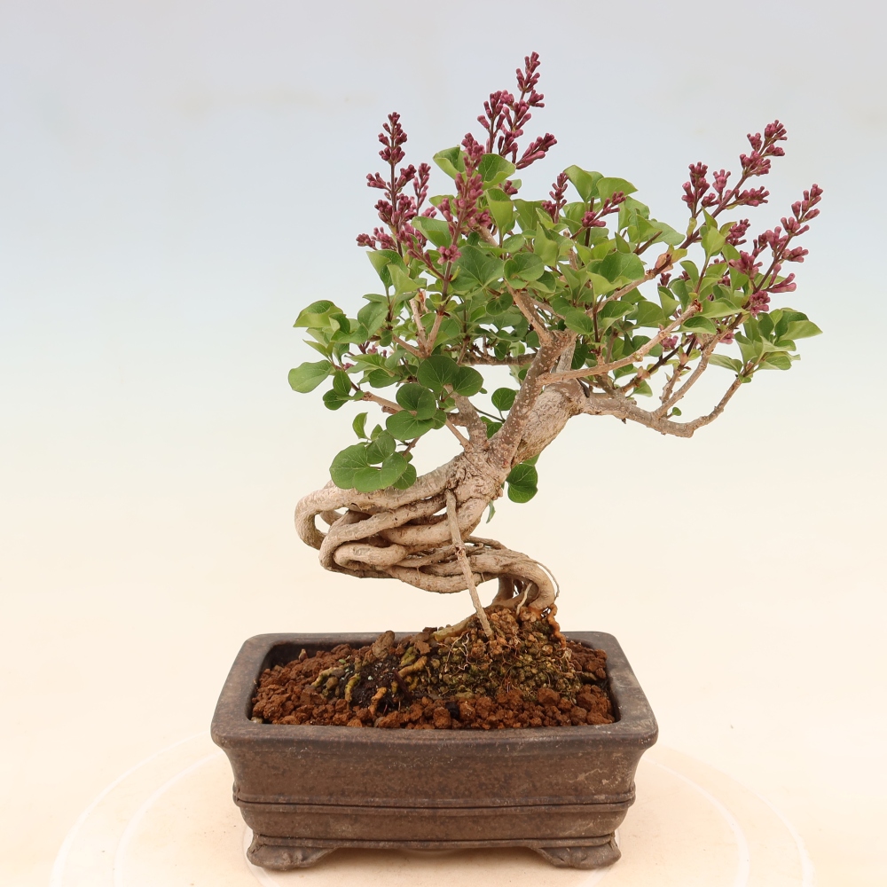 Kültéri bonsai - Syringa microphylla - kisvirágú lila