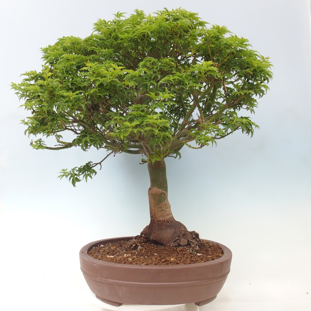 Kültéri bonsai -Javor pálma Acer palmatum Shishigashira