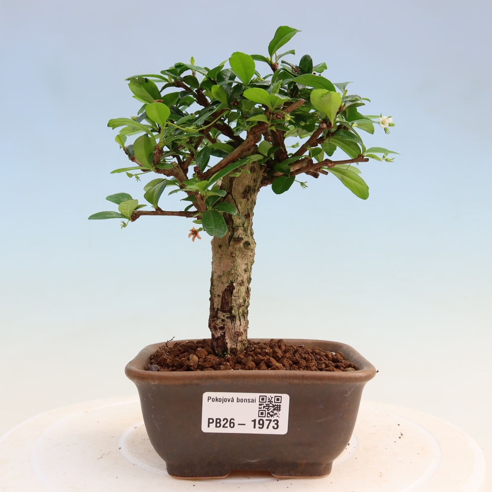 Szobai bonsai - Carmona macrophylla - Tea fuki