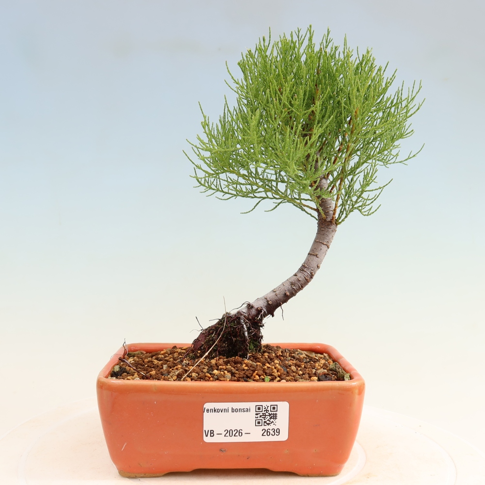 Kültéri bonsai - Tamariszkusz - Tamarix