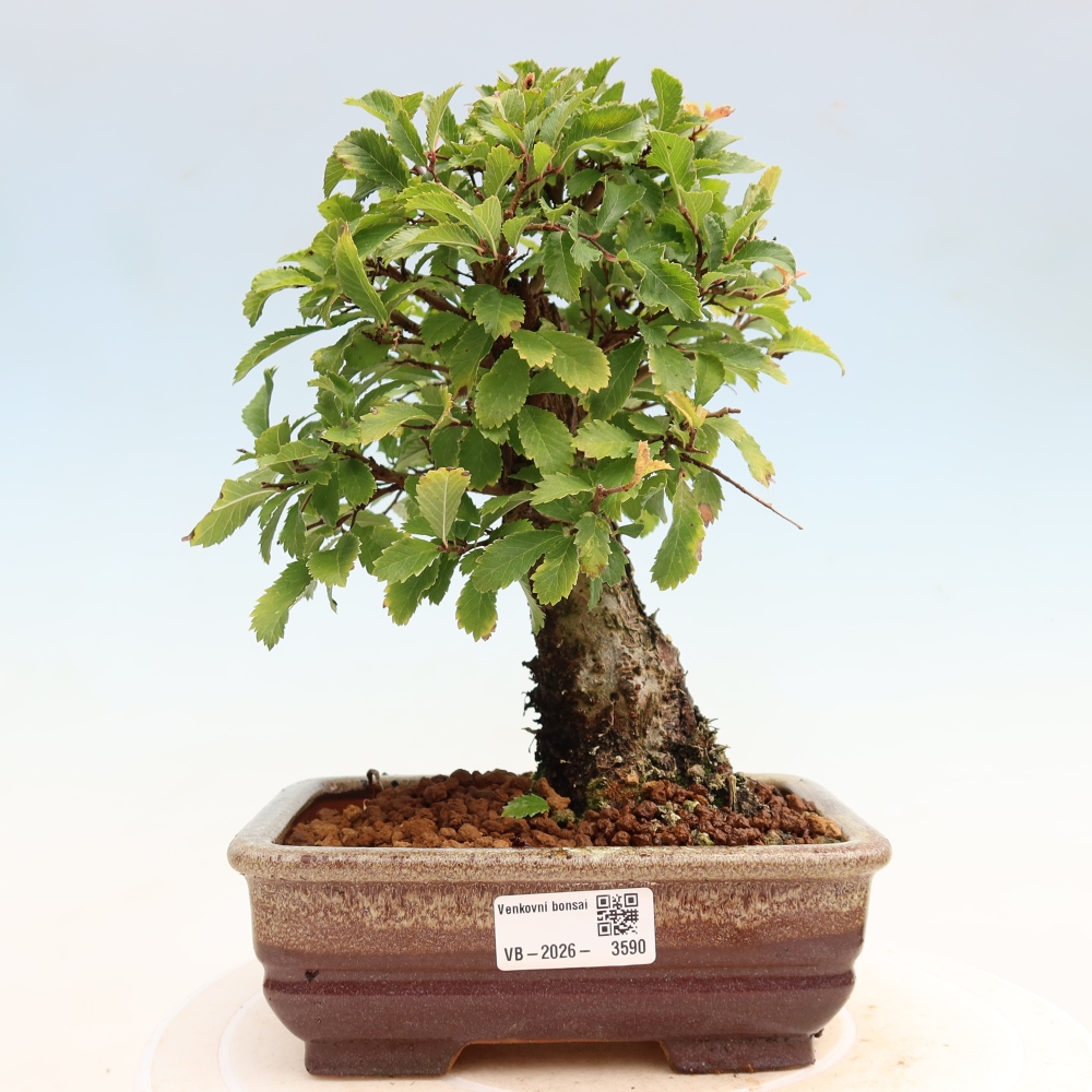Kültéri bonsai - Zelkova - Zelkova NIRE