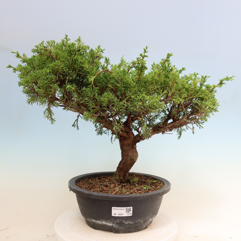 Kültéri bonsai - Juniperus chinensis Itoigawa-Juniperus chinensis
